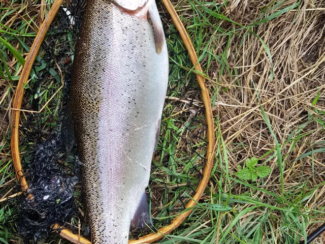 Regenbogenforelle