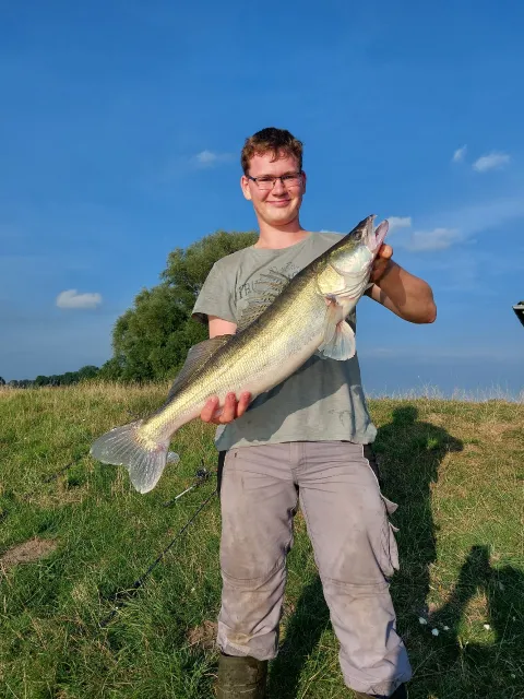 Zander