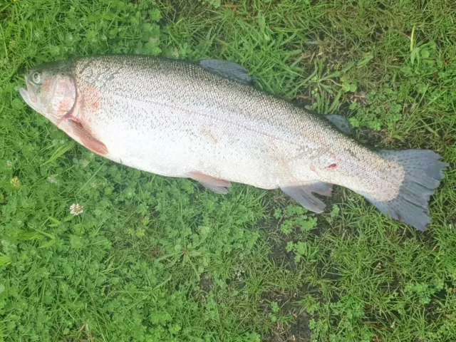 Regenbogenforelle