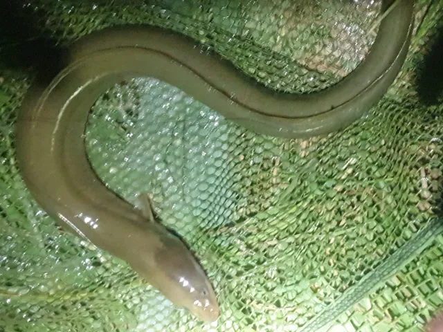 Aal