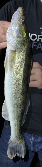 Zander