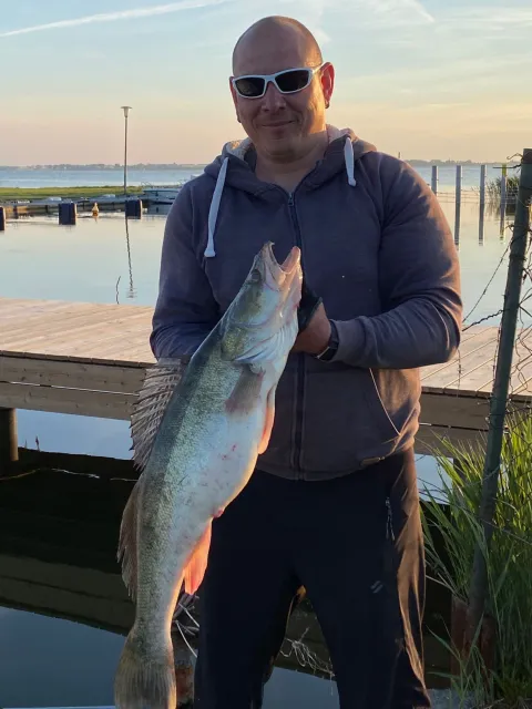 Zander
