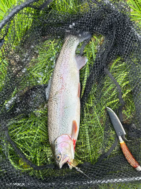 Regenbogenforelle