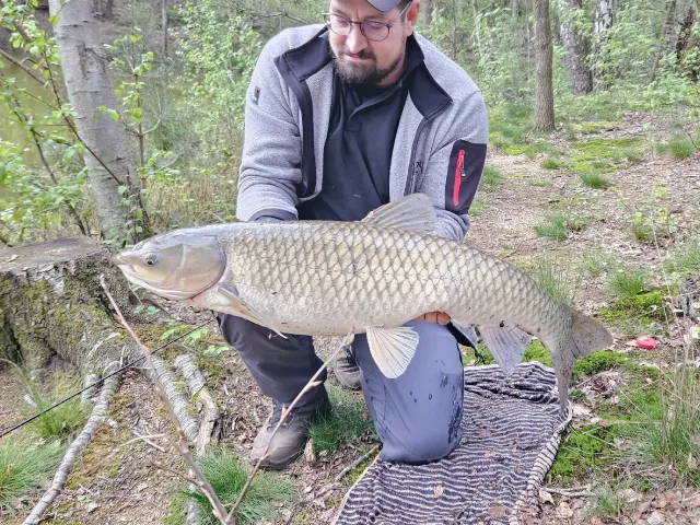 Graskarpfen