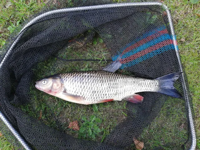 Döbel