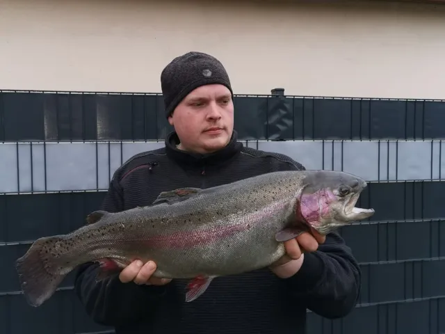 Regenbogenforelle