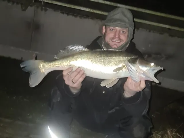 Zander