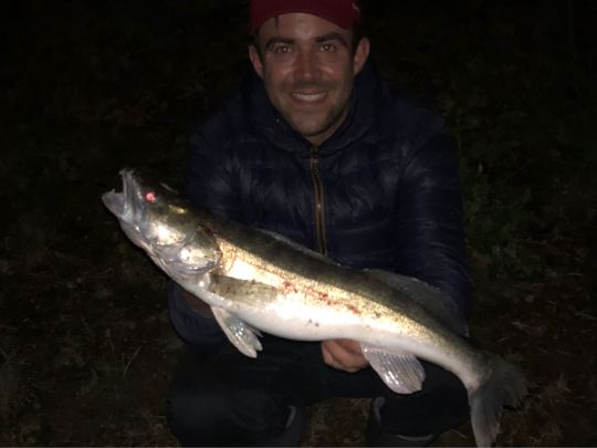 Zander