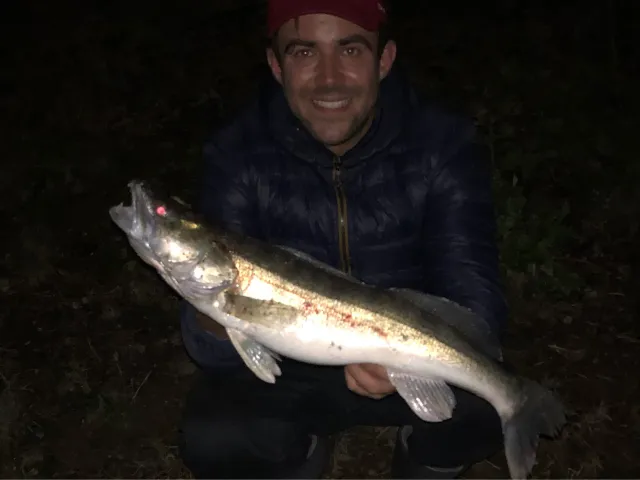 Zander