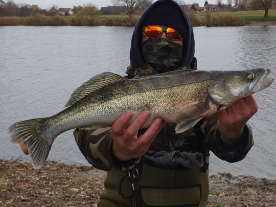 Zander