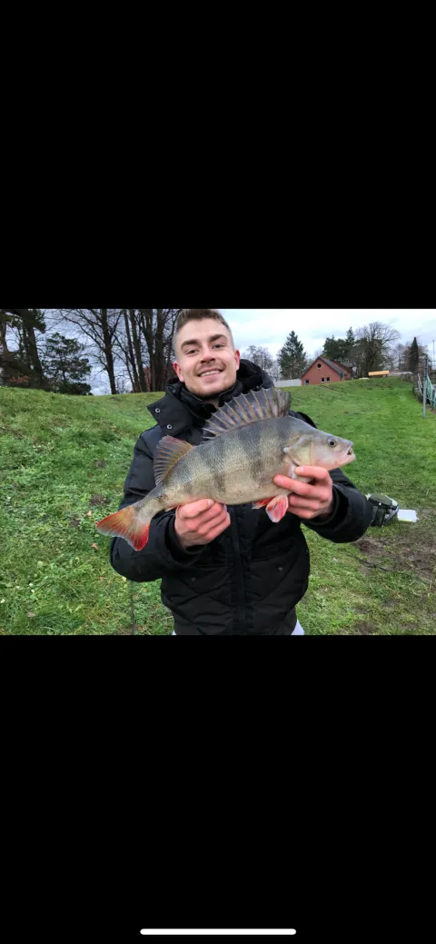 Flussbarsch