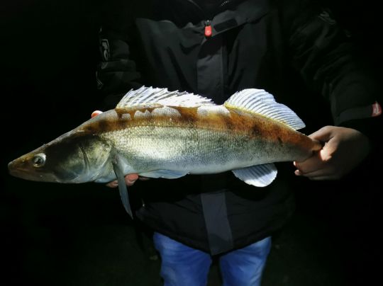 Zander