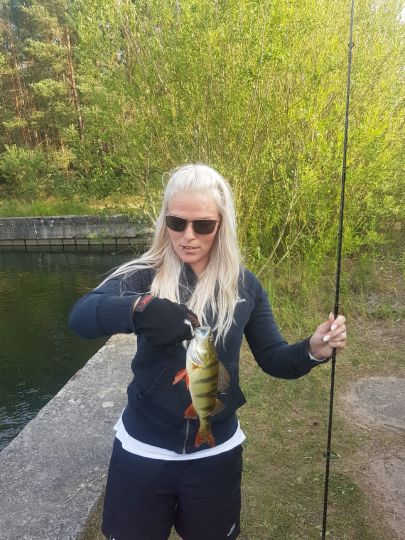 Flussbarsch