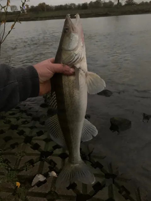 Zander