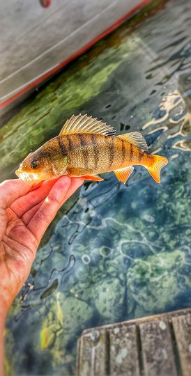 Flussbarsch