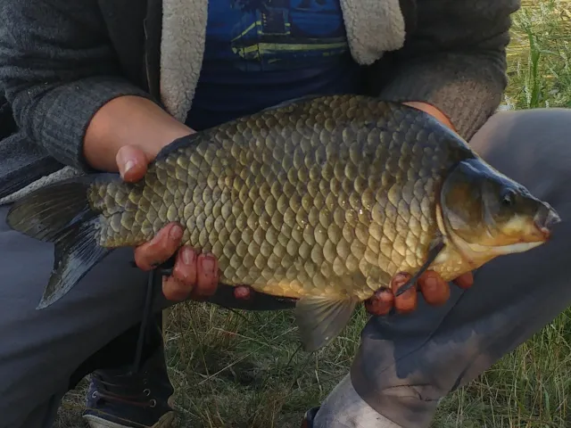 Giebel