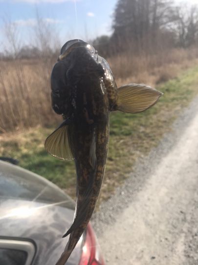 Flussgrundel