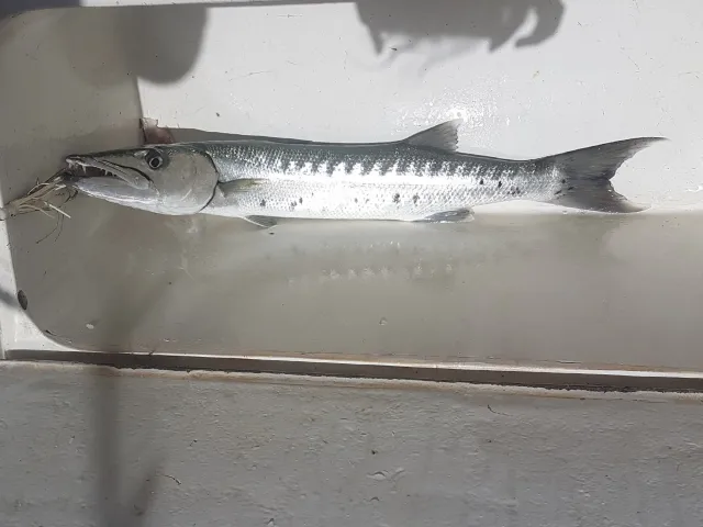Barrakuda