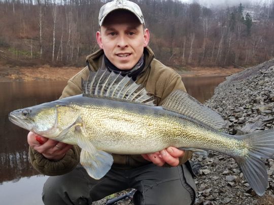Zander