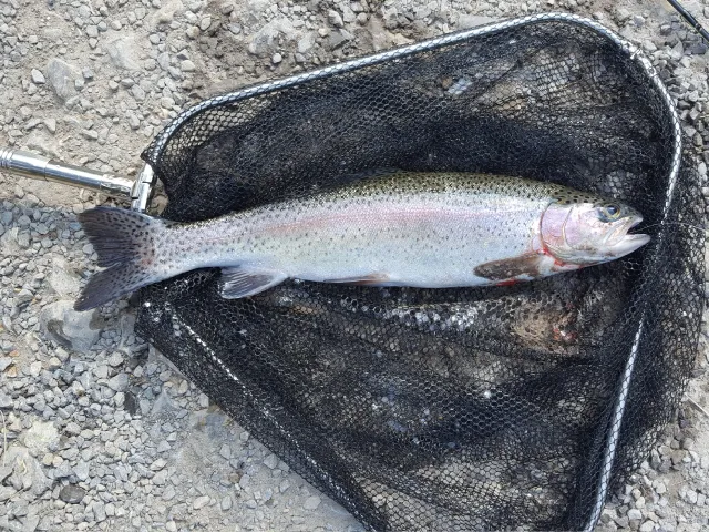 Regenbogenforelle