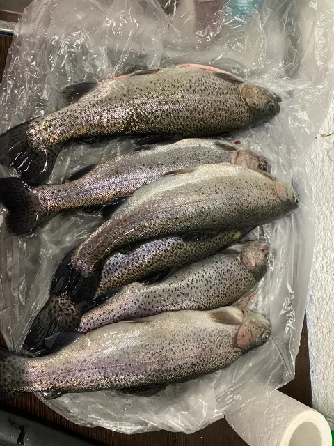 Regenbogenforelle