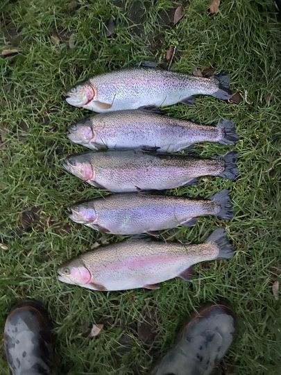 Regenbogenforelle