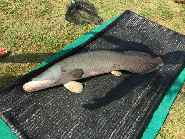 Arapaima