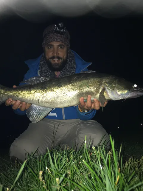 Zander