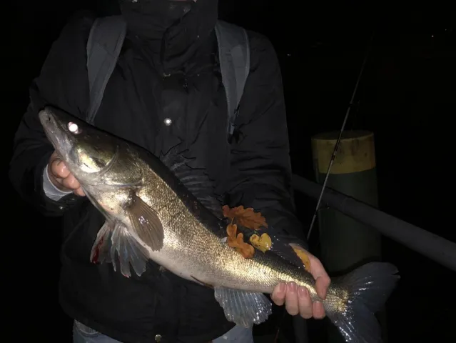 Zander
