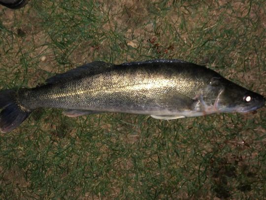 Zander