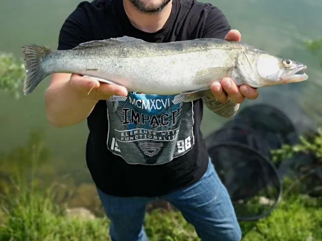 Zander
