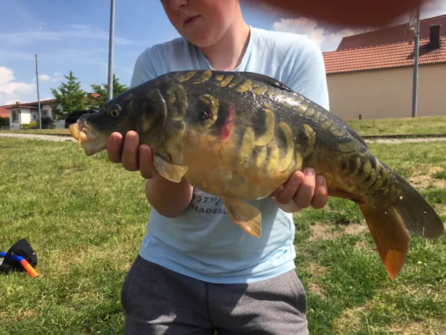 Karpfen