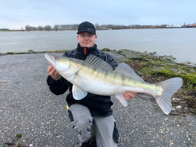 Zander