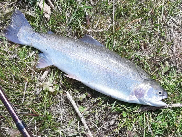 Regenbogenforelle