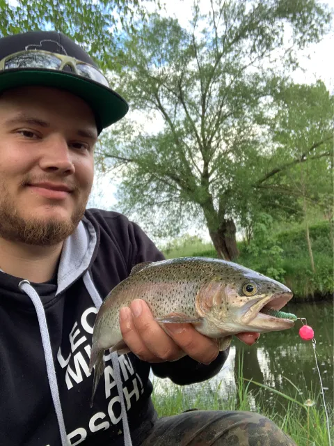 Regenbogenforelle