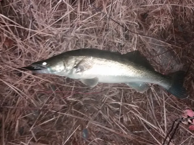 Zander