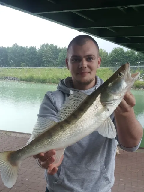 Zander