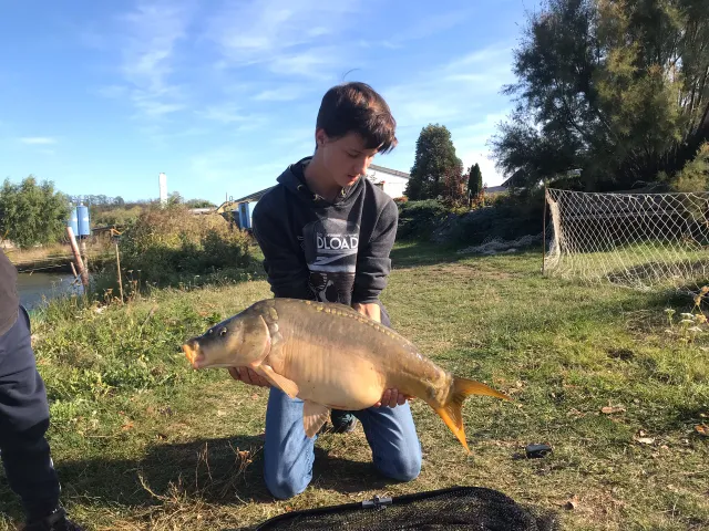 Karpfen