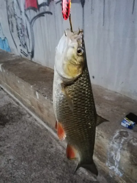 Döbel
