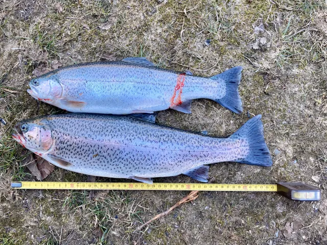 Regenbogenforelle