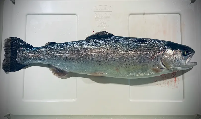 Regenbogenforelle