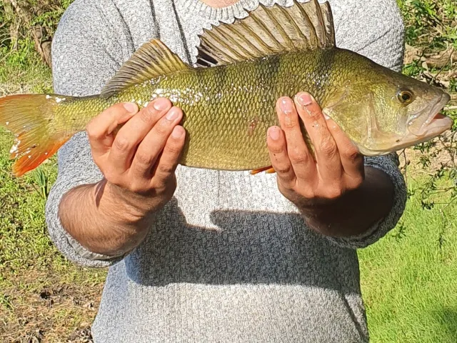 Flussbarsch