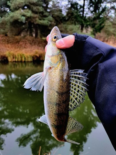 Zander