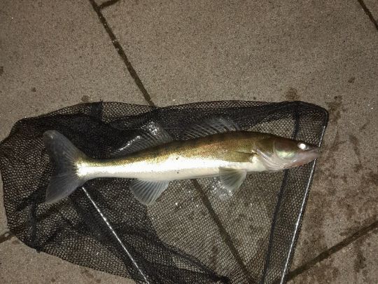 Zander