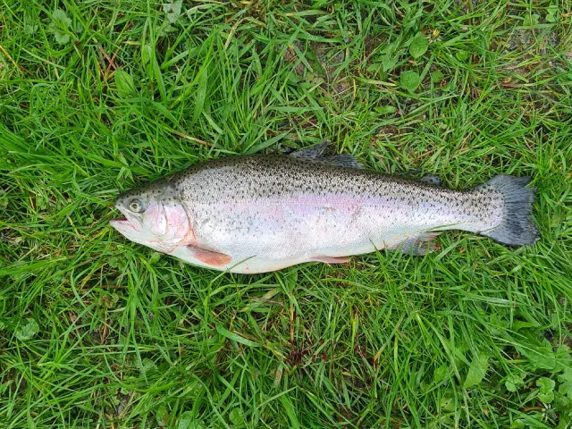 Regenbogenforelle