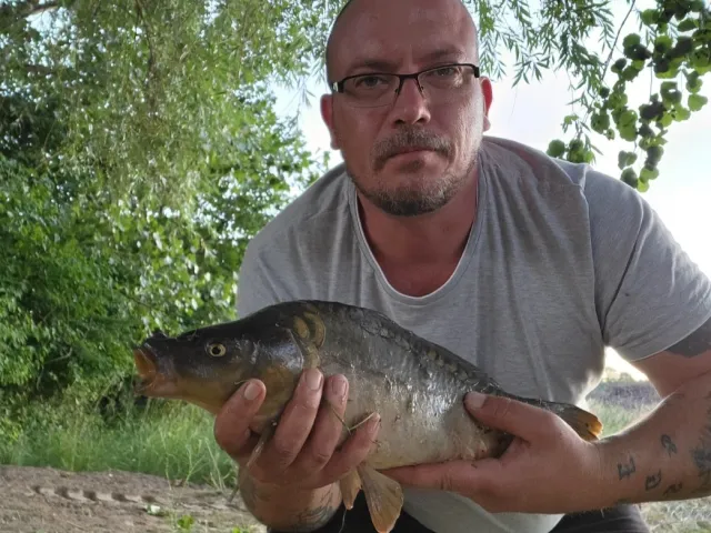 Karpfen