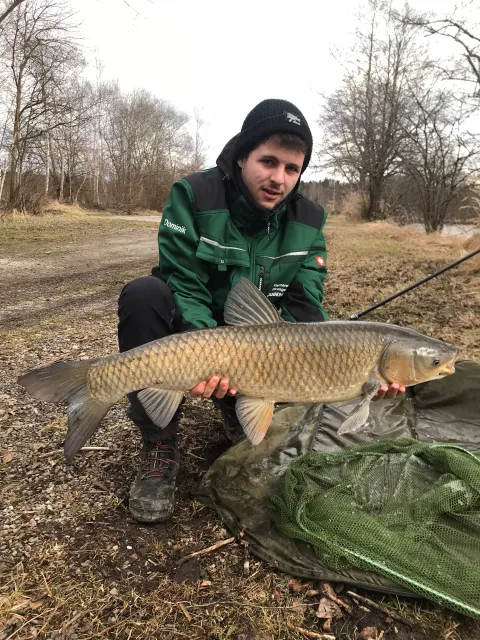 Graskarpfen