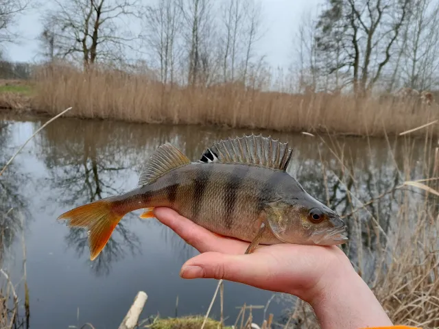 Flussbarsch