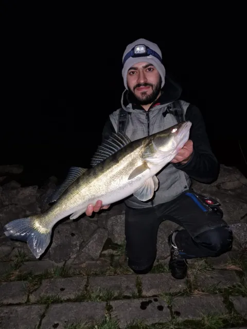 Zander