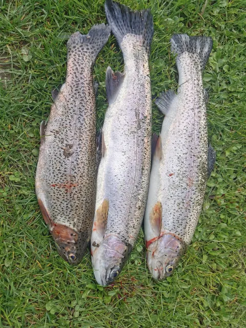 Regenbogenforelle